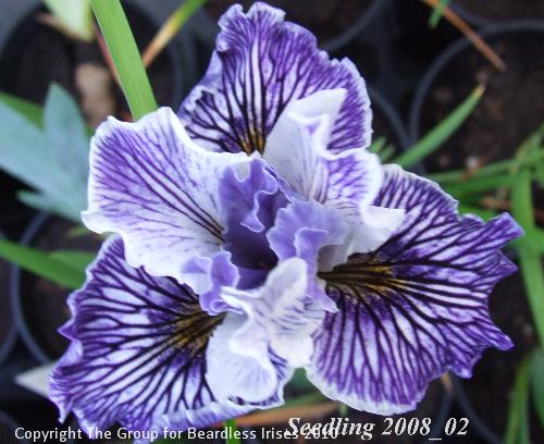 pci seedling 2008_02